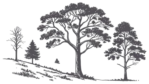 AI,JPG Silhouette Forest Illustration