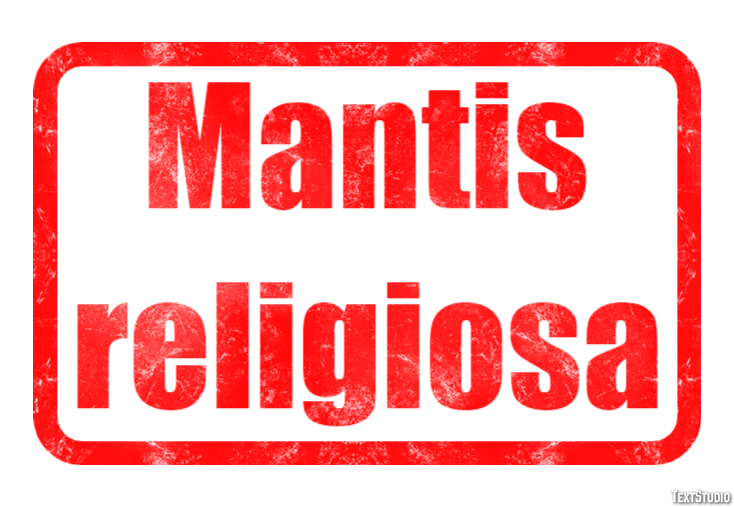 Mantis religiosa Efecto de texto