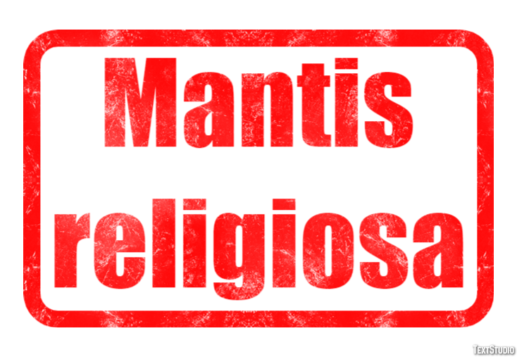 Mantis religiosa Effetto testo