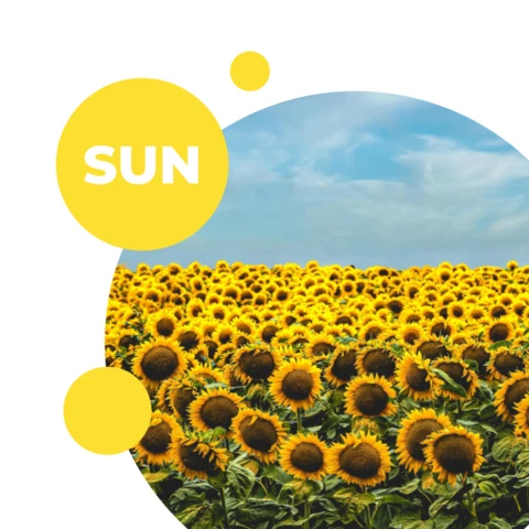 Sunflower Instagram Social Media Post Template