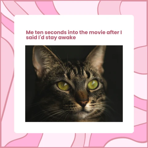 Cat Meme Instagram Post Design Template