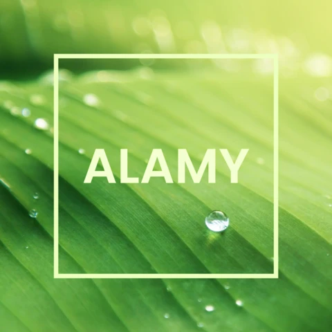 Modelo de design de postagem de mídia social moderna de planta verde