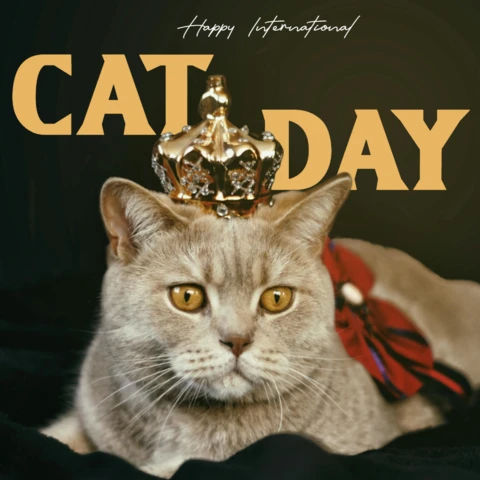 Happy international cat day royal instagram post design