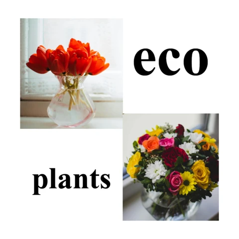 Modello di post sui social media di Instagram per la vendita di piante ecologiche