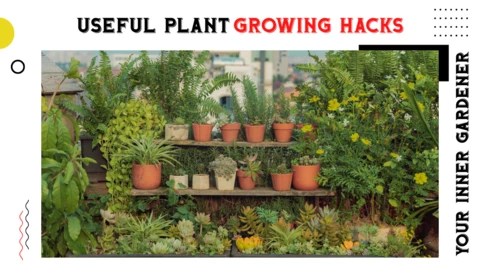 Home Gardening YouTube Channel Thumbnail Post Design Template