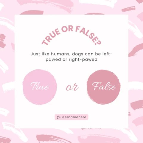 Vero o falso modello di design interattivo per i post di instagram