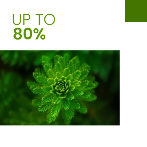 80% Off Plant Sale Instagram Social Media Post Design Template
